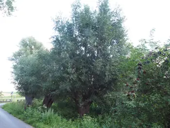 Vlierbessen (Sambucus nigra) in Roborst (België)